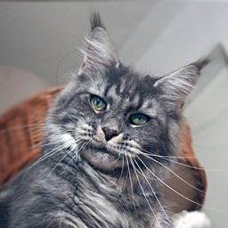 Castle Rock Veronica Fever