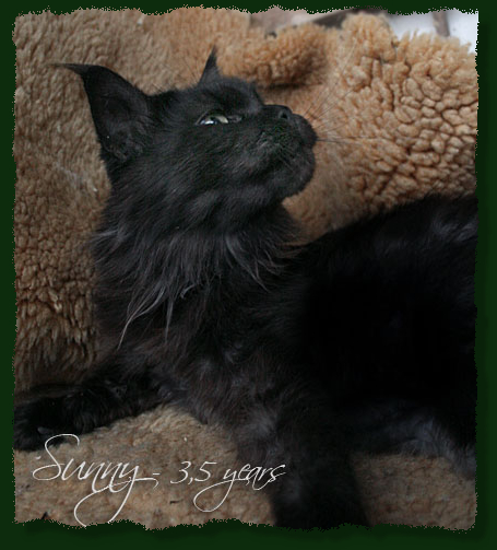 Island in the Sun the Purrfect Coon - Взрослый мейн-кун 3 года 5 месяцев