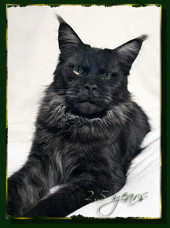 Island in the Sun the Purrfect Coon - Взрослый мейн-кун 2 года 8 месяцев 0,5 недель