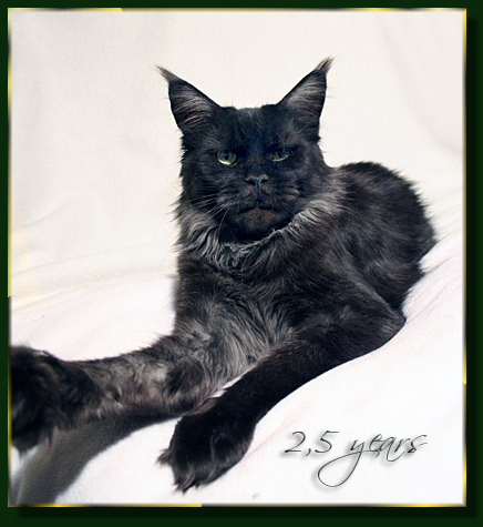 Island in the Sun the Purrfect Coon - Взрослый мейн-кун 2 года 8 месяцев 0,5 недель