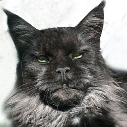 Island in the Sun the Purrfect Coon