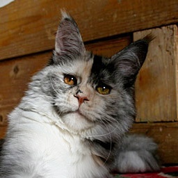 Mainefield's Ally Mc Beal