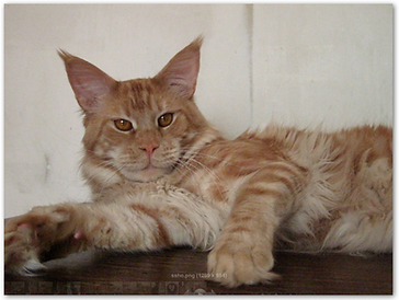 Airbus Elshecoon - maine-coon