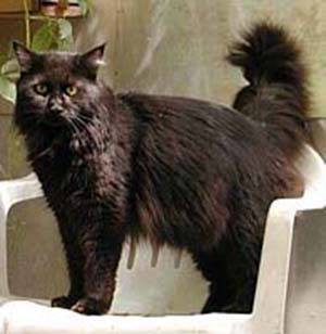 Congo Ken Koon - maine-coon