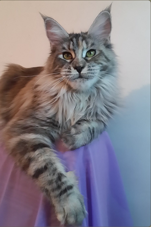 Magic Art Now Bella - maine-coon
