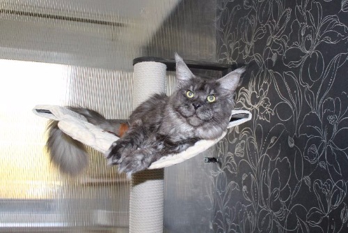 Wildbeautycoon's Lyonhart - maine-coon