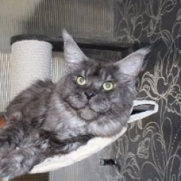 Wildbeautycoon's Lyonhart