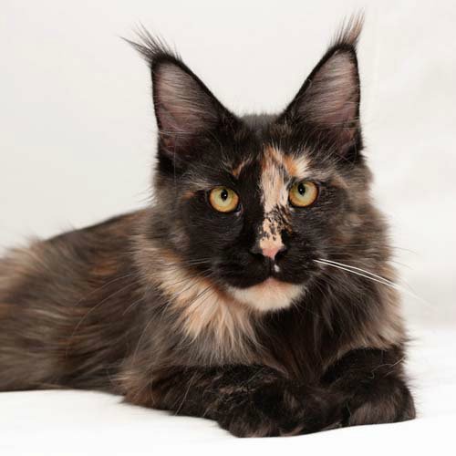 Hawkwind's Henriette - maine-coon