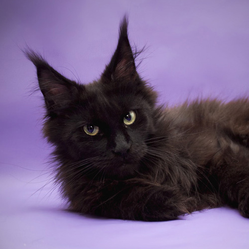 Gangstercat Marcerata - мейн-кун 18.12.2014