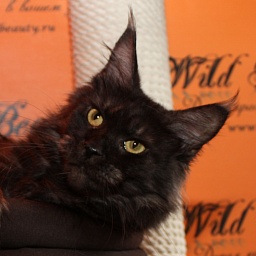 Wildbeautycoon's X'Milady