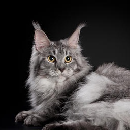 Wildbeautycoon's Sandra