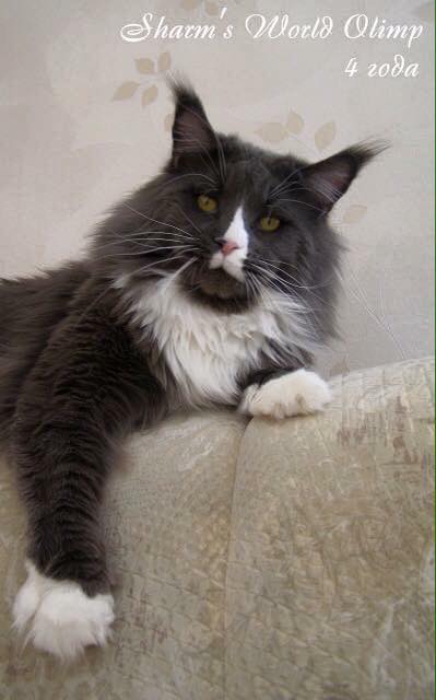 Sharm World Olimp - мейн-кун