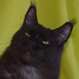 Sharm World Funny Friday