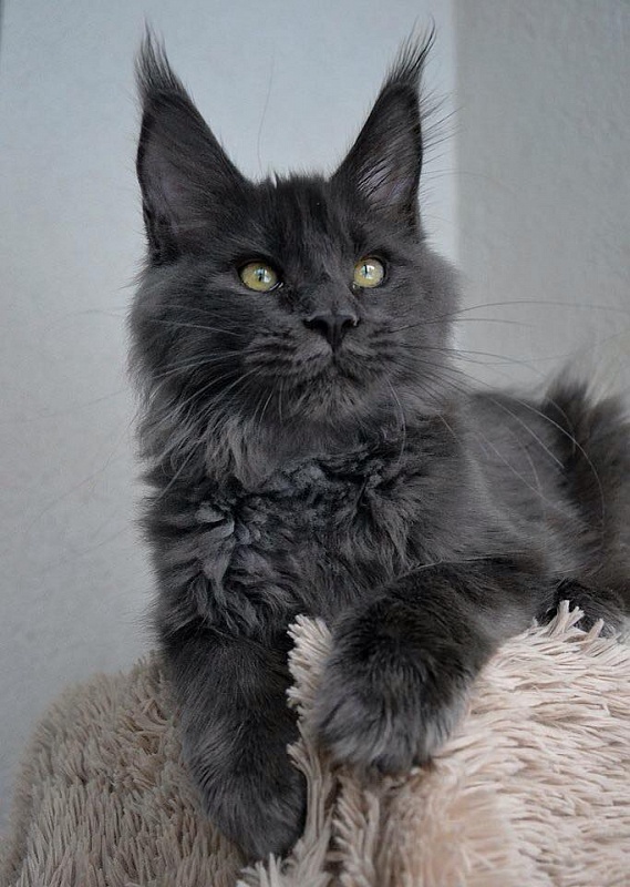 Sharm World Cartier Blue - мейн-кун