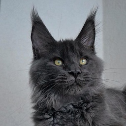 Sharm World Cartier Blue