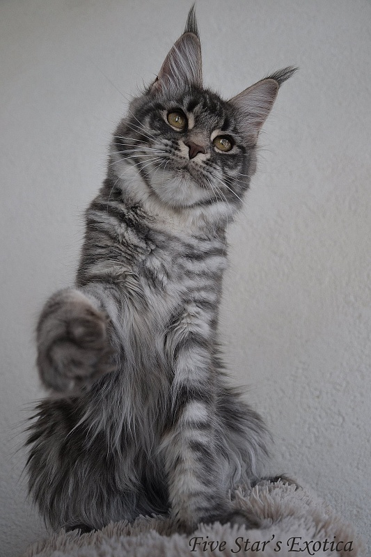 Five Star's Exotica - мейн-кун