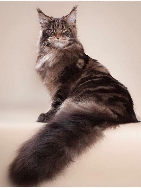 Grand Merill's Mr. Vostorg - maine-coon