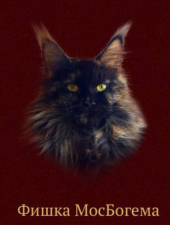 Fishka MosBogema - maine-coon