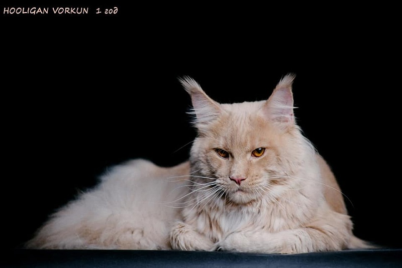 Hooligan Vorkun - мейн-кун