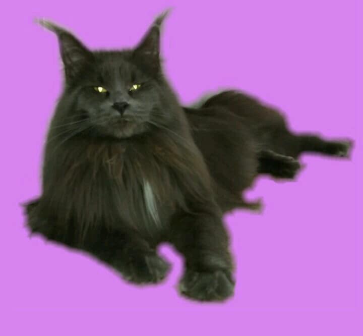 Planeta Kunov Zarina - maine-coon