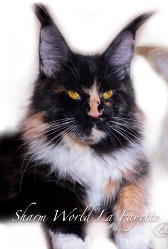 Sharm World La Fayette - мейн-кун