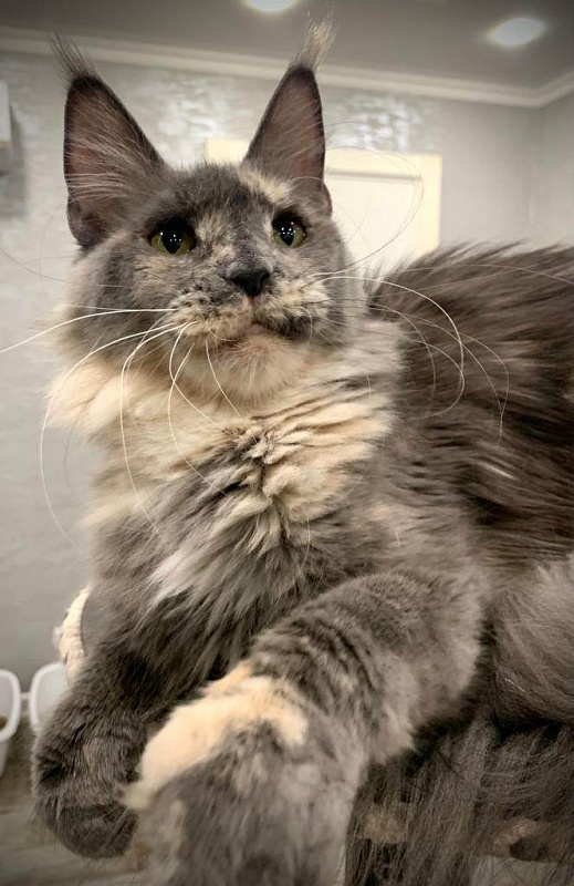 Five Stars Rioja - мейн-кун