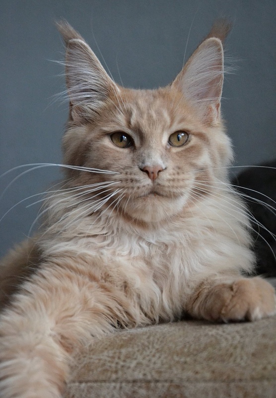 Five Stars Oscar - мейн-кун