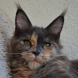 Five Stars Gabriella