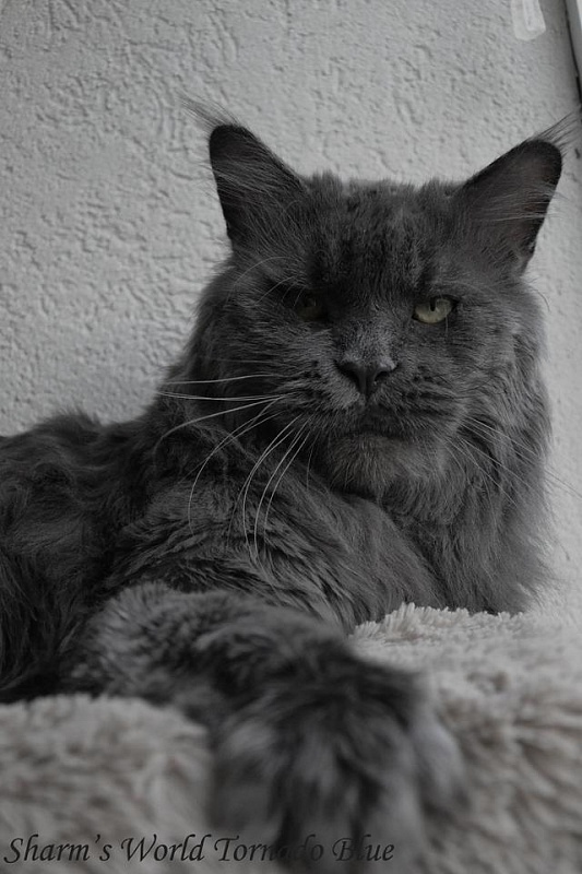 Sharm World Tornado Blue - мейн-кун