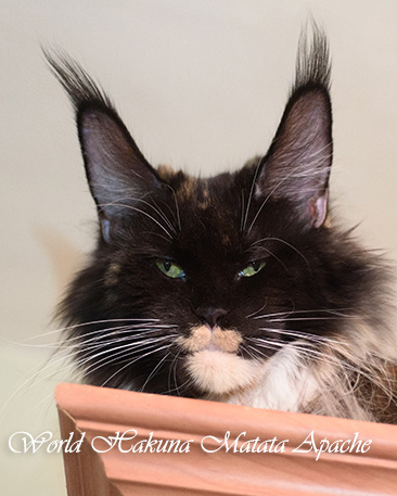 Sharm World Hakuna Matat Apache - maine-coon