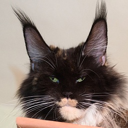 Sharm World Hakuna Matat Apache