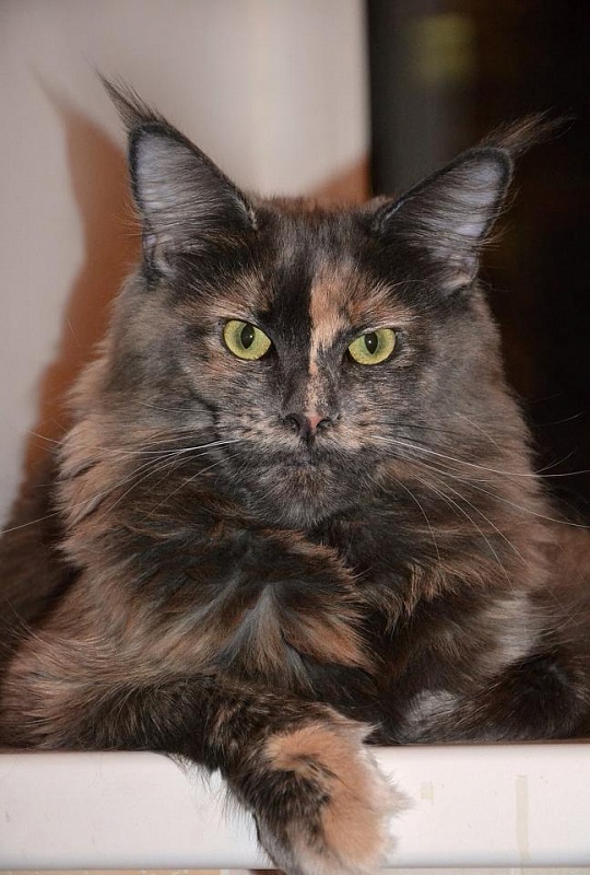 Well Being Roberta - maine-coon