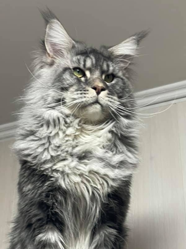 Lord Pride Maverick - maine-coon