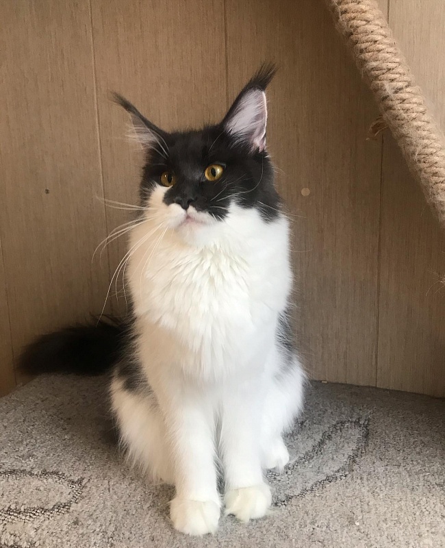 Frida Lord Pride - maine-coon