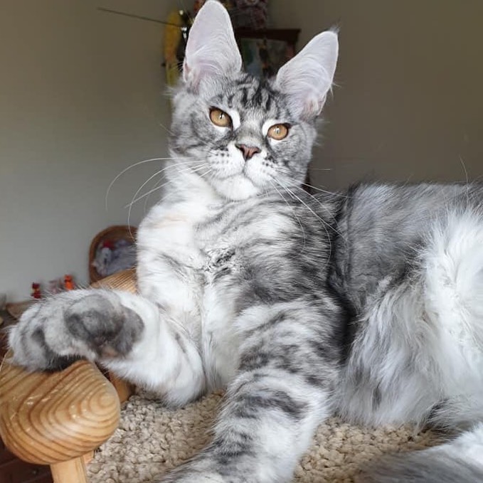 Country Gulliver's Wellisia - мейн-кун