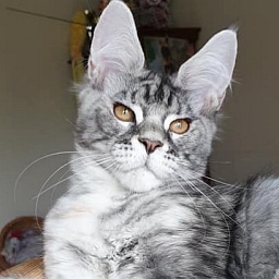 Country Gulliver's Wellisia