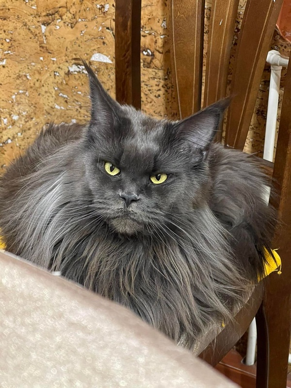 Summerplace Victorias Secret - мейн-кун