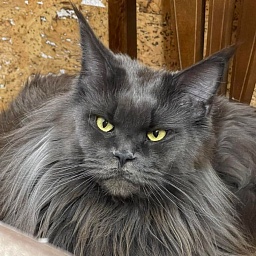 Summerplace Victorias Secret