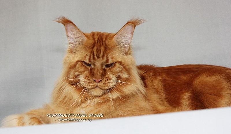 Your Majesty Angel Savage - мейн-кун