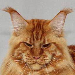 Your Majesty Angel Savage