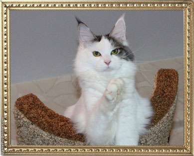 Solar Queen Milacoon - мейн-кун