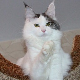 Solar Queen Milacoon