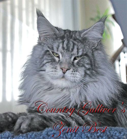 Country Gulliver's Zenit Best - мейн-кун