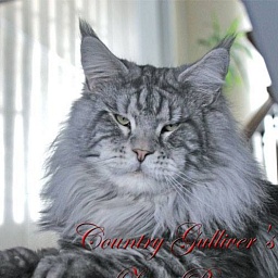 Country Gulliver's Zenit Best