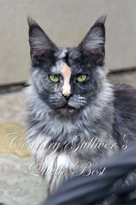Country Gulliver's Quelle Best - maine-coon