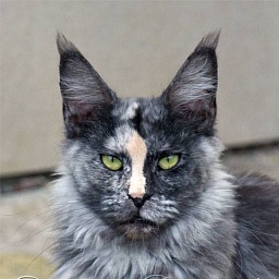 Country Gulliver's Quelle Best