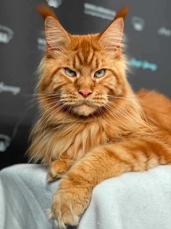 One in a Million Angel Savage - maine-coon