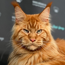 One in a Million Angel Savage