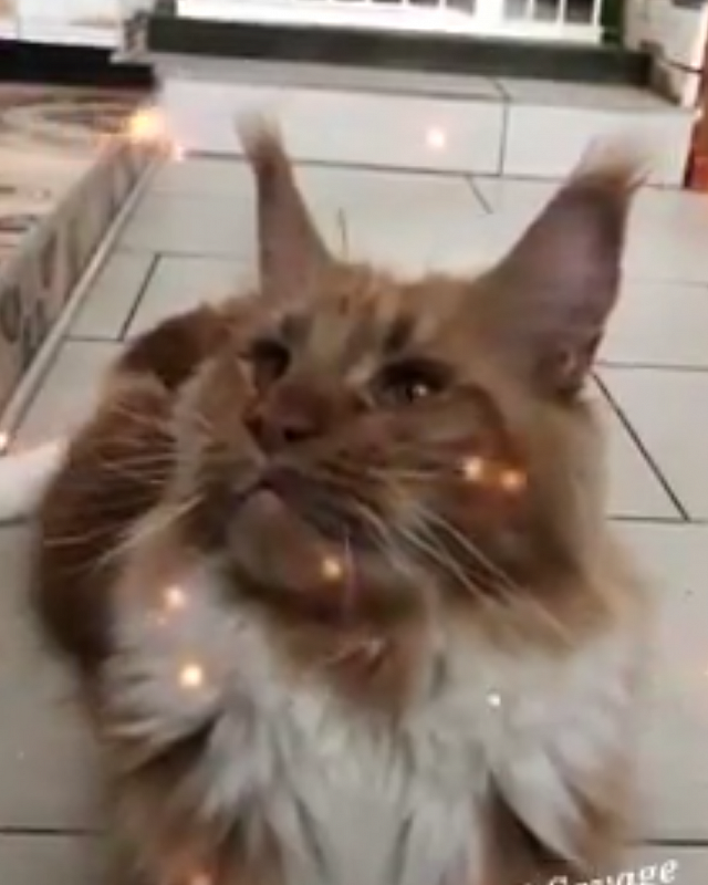 Sharm World Paso Doble - мейн-кун