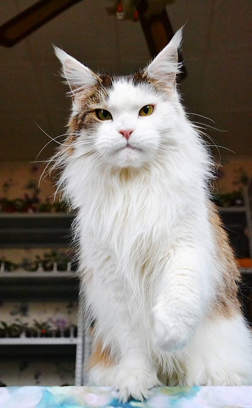 Paparac Kvetka Milacoon - maine-coon